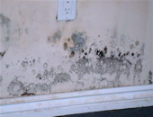 Basement Mould